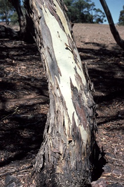 APII jpeg image of Eucalyptus leucoxylon subsp. leucoxylon  © contact APII