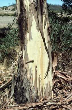 APII jpeg image of Eucalyptus leucoxylon subsp. leucoxylon  © contact APII