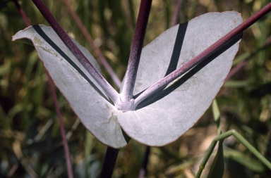 APII jpeg image of Eucalyptus leucoxylon subsp. pruinosa  © contact APII