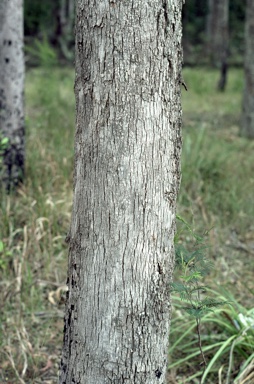 APII jpeg image of Eucalyptus longifolia  © contact APII