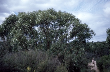 APII jpeg image of Eucalyptus macrandra  © contact APII