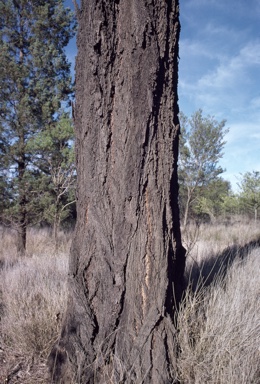 APII jpeg image of Eucalyptus melanophloia  © contact APII