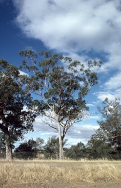 APII jpeg image of Eucalyptus microcarpa  © contact APII