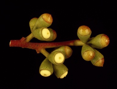 APII jpeg image of Eucalyptus micranthera  © contact APII