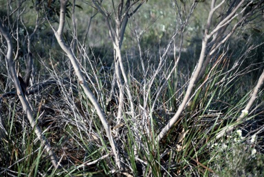 APII jpeg image of Eucalyptus micranthera  © contact APII