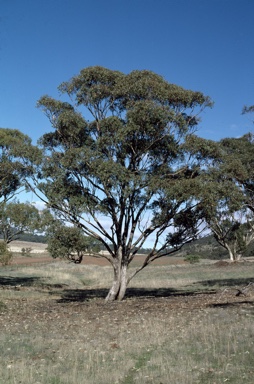 APII jpeg image of Eucalyptus microcarpa  © contact APII