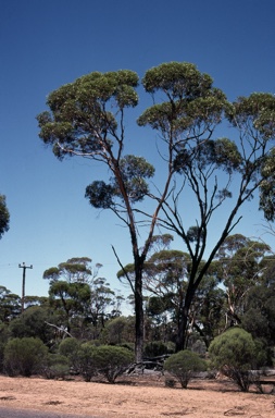 APII jpeg image of Eucalyptus melanoxylon  © contact APII