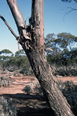 APII jpeg image of Eucalyptus oleosa  © contact APII