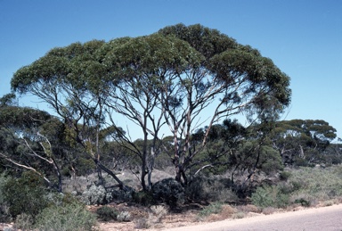 APII jpeg image of Eucalyptus oleosa subsp. oleosa  © contact APII