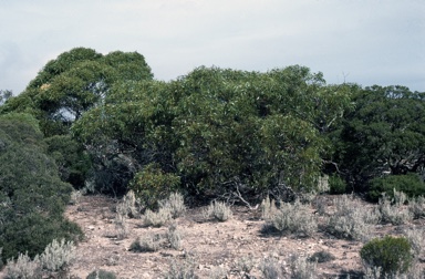 APII jpeg image of Eucalyptus oleosa subsp. oleosa  © contact APII