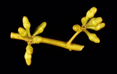 APII jpeg image of Eucalyptus oleosa subsp. oleosa  © contact APII