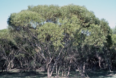 APII jpeg image of Eucalyptus oraria  © contact APII