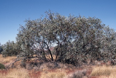 APII jpeg image of Eucalyptus oxymitra  © contact APII