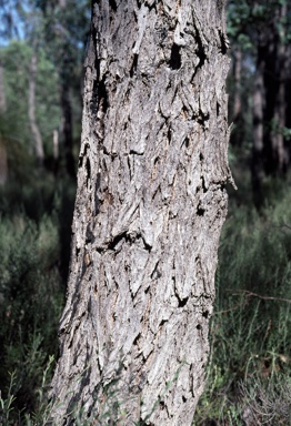 APII jpeg image of Eucalyptus patens  © contact APII