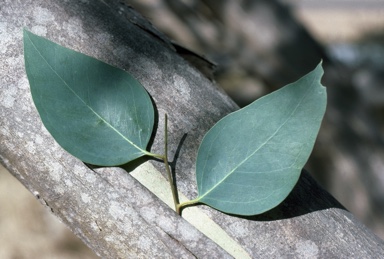 APII jpeg image of Eucalyptus petiolaris  © contact APII