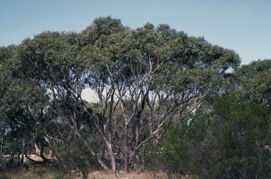 APII jpeg image of Eucalyptus petiolaris  © contact APII