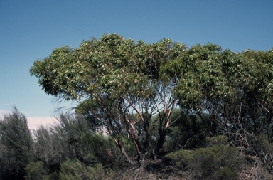 APII jpeg image of Eucalyptus petraea  © contact APII