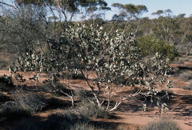 APII jpeg image of Eucalyptus pimpiniana  © contact APII