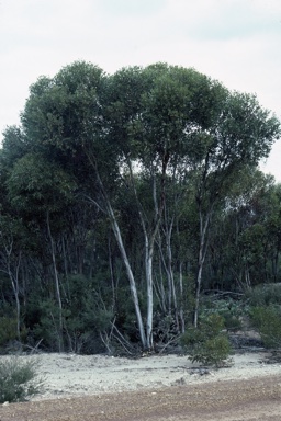 APII jpeg image of Eucalyptus platypus  © contact APII