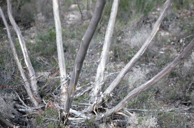 APII jpeg image of Eucalyptus pleurocarpa  © contact APII