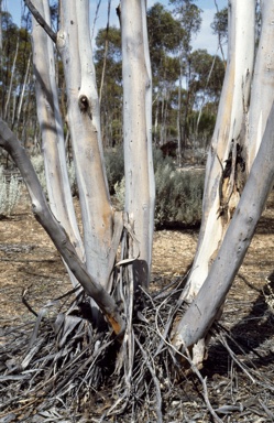 APII jpeg image of Eucalyptus polita  © contact APII