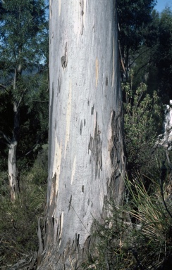 APII jpeg image of Eucalyptus pulchella  © contact APII