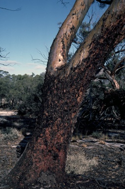 APII jpeg image of Eucalyptus sargentii  © contact APII