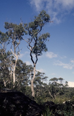 APII jpeg image of Eucalyptus scias subsp. apoda  © contact APII