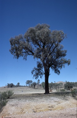 APII jpeg image of Eucalyptus sideroxylon  © contact APII