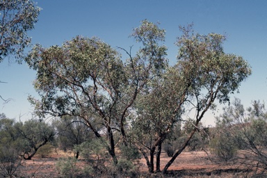 APII jpeg image of Eucalyptus socialis  © contact APII