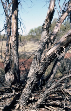 APII jpeg image of Eucalyptus sparsa  © contact APII