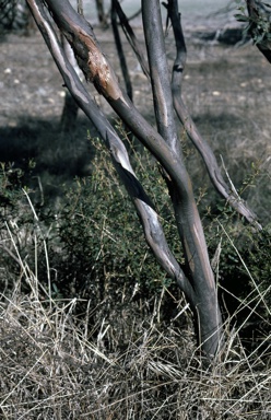 APII jpeg image of Eucalyptus sporadica  © contact APII