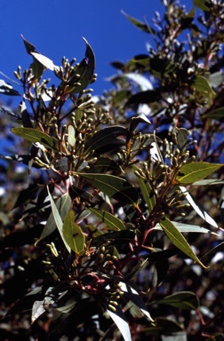 APII jpeg image of Eucalyptus staeri  © contact APII