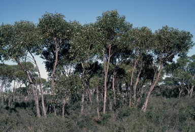 APII jpeg image of Eucalyptus staeri  © contact APII