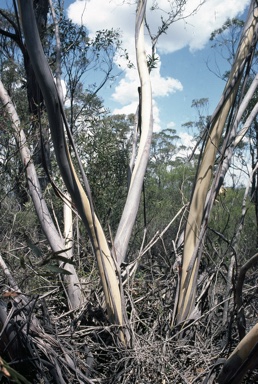 APII jpeg image of Eucalyptus stricta  © contact APII