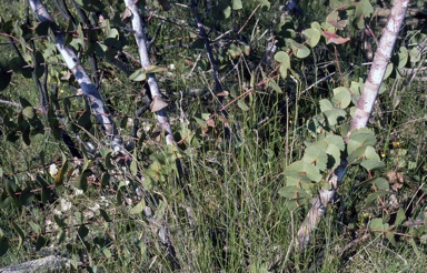 APII jpeg image of Eucalyptus sturgissiana  © contact APII