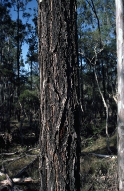 APII jpeg image of Eucalyptus tetrapleura  © contact APII