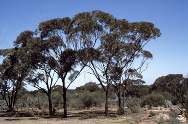 APII jpeg image of Eucalyptus torquata  © contact APII