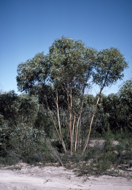 APII jpeg image of Eucalyptus luculenta  © contact APII