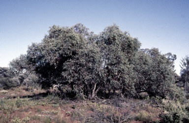 APII jpeg image of Eucalyptus trivalva  © contact APII