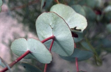 APII jpeg image of Eucalyptus uncinata  © contact APII