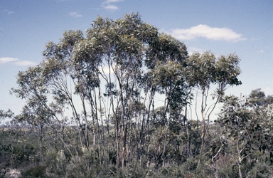 APII jpeg image of Eucalyptus uncinata  © contact APII