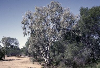 APII jpeg image of Eucalyptus victrix  © contact APII