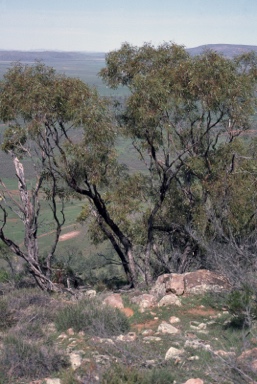 APII jpeg image of Eucalyptus viridis  © contact APII