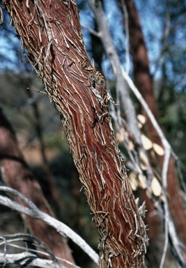 APII jpeg image of Eucalyptus websteriana  © contact APII