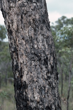 APII jpeg image of Corymbia abergiana  © contact APII