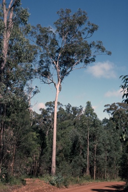 APII jpeg image of Eucalyptus acmenoides  © contact APII