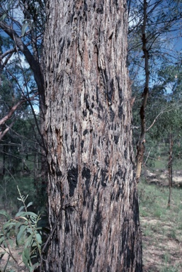 APII jpeg image of Eucalyptus acmenoides  © contact APII