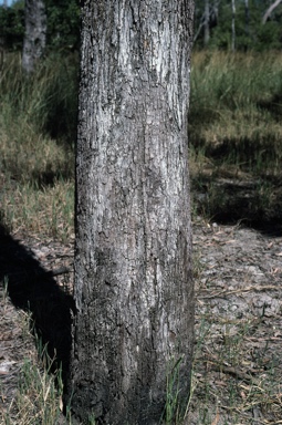 APII jpeg image of Eucalyptus acroleuca  © contact APII