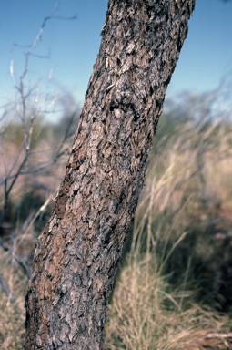 APII jpeg image of Corymbia ferruginea subsp. stypophylla  © contact APII